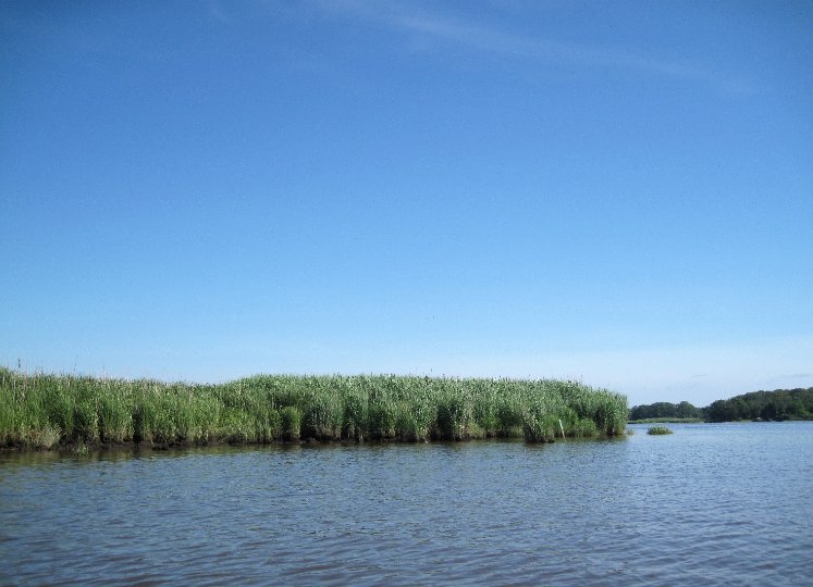 20130622_1109_The tip of the marsh grass triangle